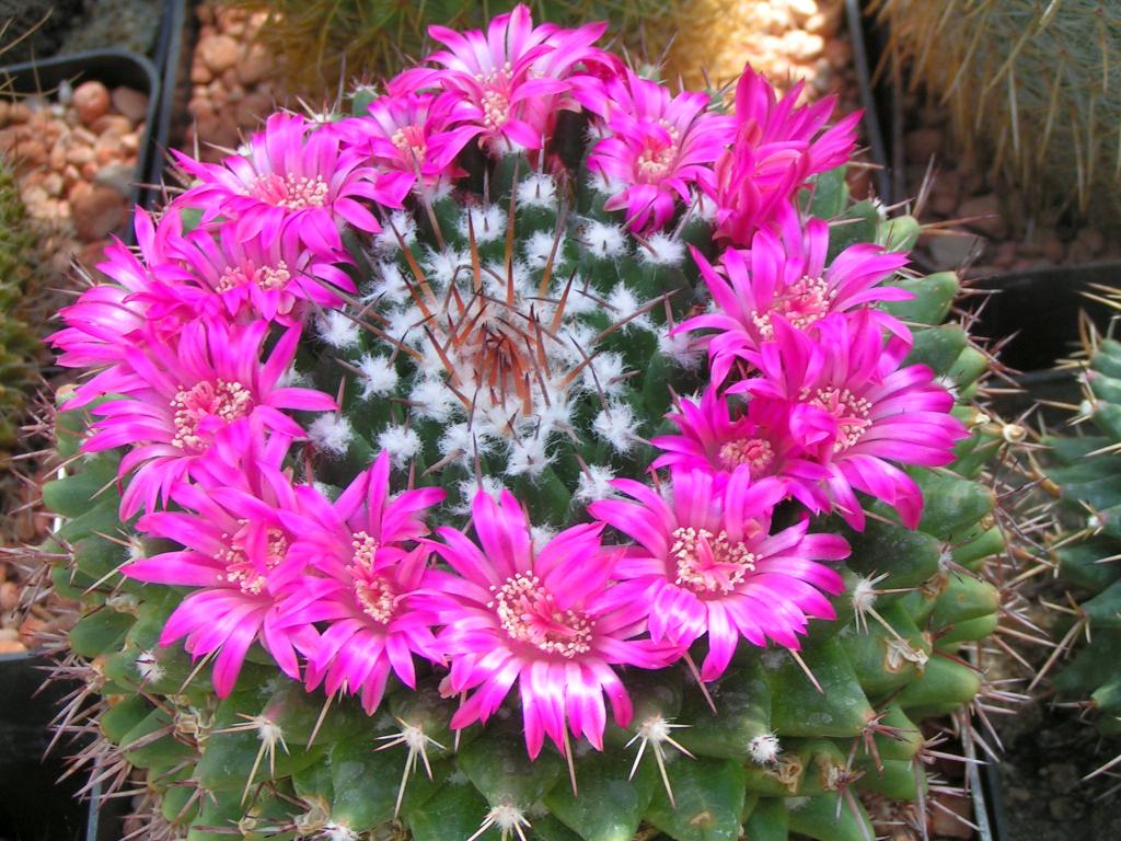 Mammillaria magnimamma